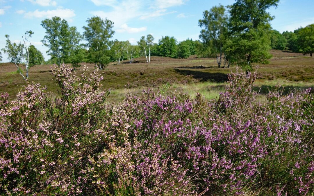 Gebiedsagenda Transformatie Sociaal Domein – Regio Hart van Brabant